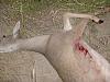 Click image for larger version

Name:	McMullen County Hunt - 08.jpg
Views:	52
Size:	72.6 KB
ID:	100212