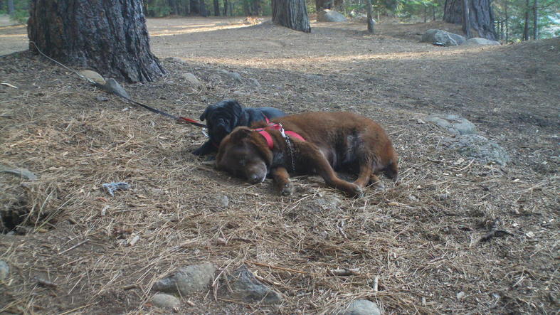 Rockpile  off the leash