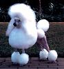 Click image for larger version

Name:	poodles-miniature.jpg
Views:	313
Size:	47.3 KB
ID:	32940