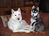 Click image for larger version

Name:	Sunny & Juneau.jpg
Views:	47
Size:	23.9 KB
ID:	387645