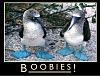 Click image for larger version

Name:	boobie_bird.jpg
Views:	114
Size:	86.1 KB
ID:	410189