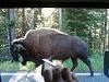 Click image for larger version

Name:	bison..jpg
Views:	64
Size:	89.4 KB
ID:	78196