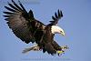 Click image for larger version

Name:	Eagle..jpg
Views:	59
Size:	6.8 KB
ID:	90848