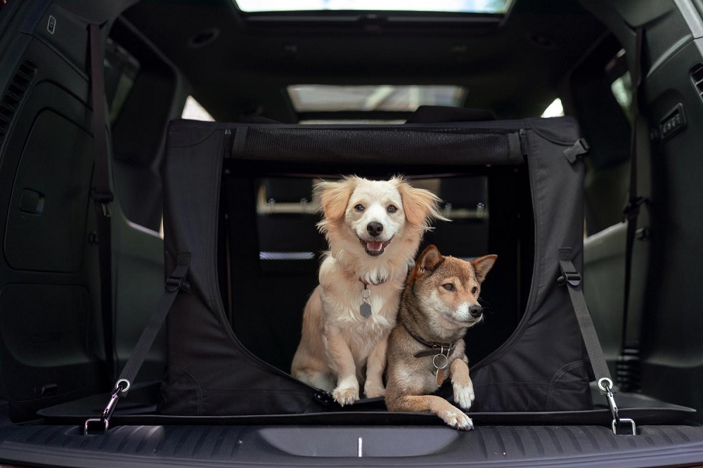 2019 Jeep Wrangler Named Among '10 Best Cars for Dog Lovers'